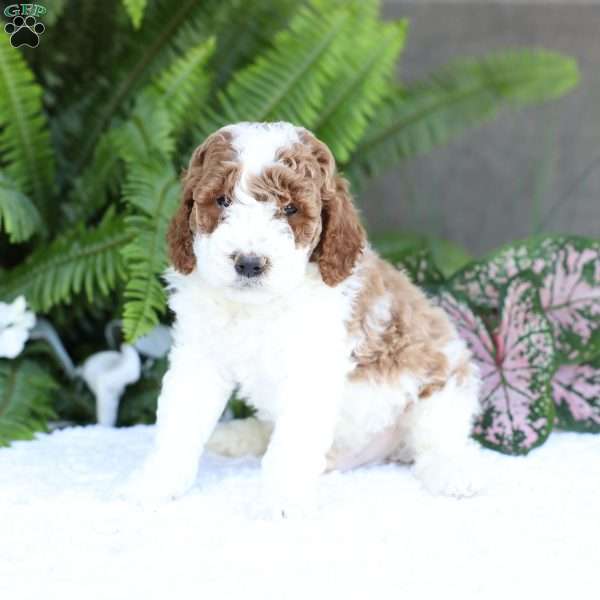 Domino, Mini Goldendoodle Puppy